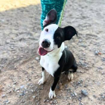Pit Bull Terrier and Mixed Breed Dogs Available for Adoption in El Paso, Texas - Beatrice | PetCurious