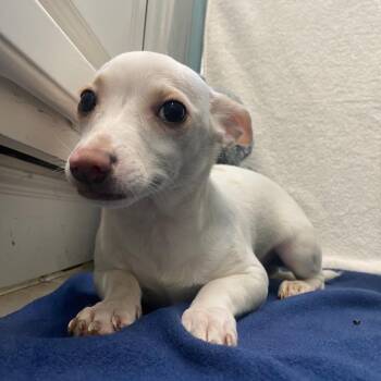 Chihuahua and Mixed Breed Dogs Available for Adoption in Fall River, Massachusetts - Johnnie Walker | PetCurious