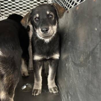 Husky and Shepherd Dogs Available for Adoption - Waverly | PetCurious