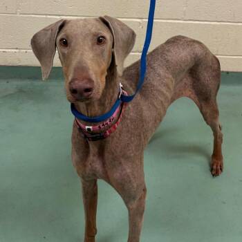 Borlean -  Mixed Breed Dog for Adoption in Memphis, Tennessee - Borlean | PetCurious