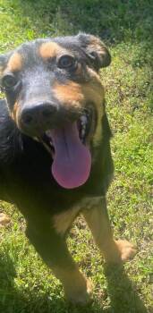 Kodiak -  Mixed Breed Dog Available for Adoption in Taycheedah, Wisconsin - Kodiak | PetCurious