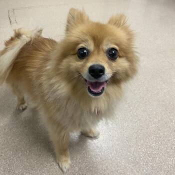 Bella A2291467 -  Pomeranian Dog for Adoption in Los Angeles, California - Bella A2291467 | PetCurious