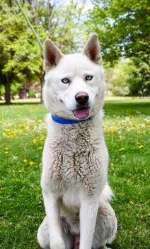 Siberian Husky and Mixed Breed Dogs Available for Adoption in Yakima, Washington - Rogue | PetCurious