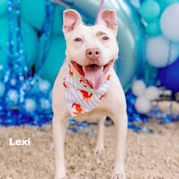 Rescue Mixed Breed Dogs for Adoption in Philadelphia, Pennsylvania - Lexi | PetCurious