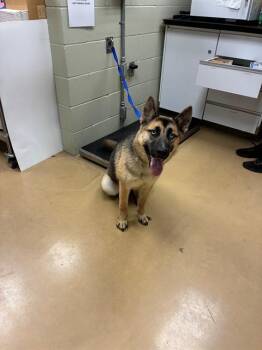 German Shepherd Dog and Mixed Breed Dogs Available for Adoption - QUINN | PetCurious