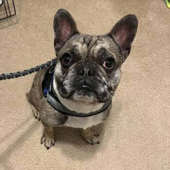 French Bulldog Dogs Available for Adoption - Louie | PetCurious
