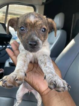 Mixed Breed Dogs Available for Adoption in Dallas, Texas - GUCCI | PetCurious