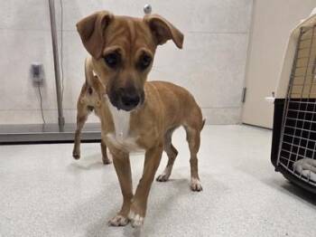 Chihuahua and Mixed Breed Dogs Available for Adoption in Honolulu, Hawaii - Diamond | PetCurious