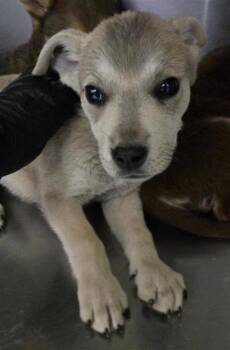 Shepherd and Mixed Breed Dogs Available for Adoption - 60785101 | PetCurious