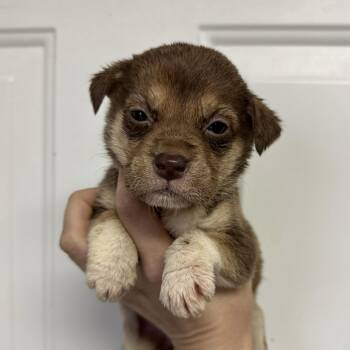 Mixed Breed Dogs Available for Adoption in Columbia, South Carolina - Zeppie | PetCurious
