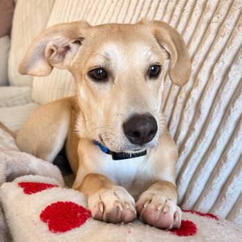 Labrador Retriever Dogs Available for Adoption - Ralphie | PetCurious