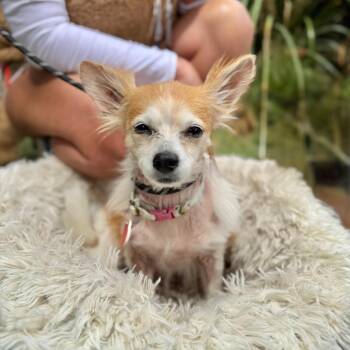 Papillon Dogs Available for Adoption in Los Angeles, California - Dorinda | PetCurious