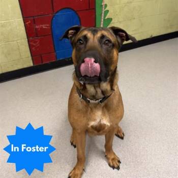 German Shepherd Dog and Mixed Breed Dogs Available for Adoption in Indianapolis, Indiana - SCOOBY | PetCurious