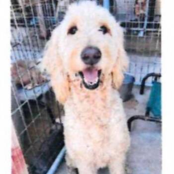 Doodle -  Standard Poodle and Mixed Breed Dog for Adoption in Baton Rouge, Louisiana - Doodle | PetCurious