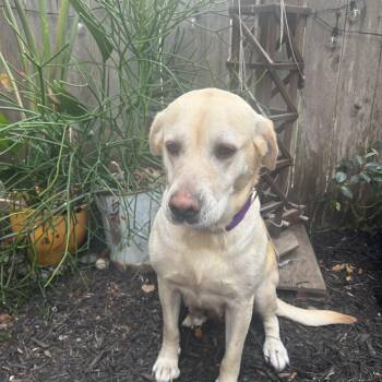 Labrador Retriever Dogs Available for Adoption - Stormy | PetCurious