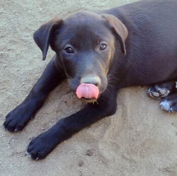 Jade -  German Shepherd Dog and Australian Shepherd Dog for Adoption in Carlsbad, California - Jade | PetCurious