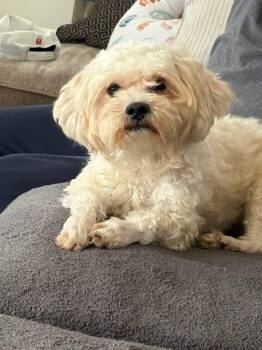 Maltese and Poodle Dogs Available for Adoption in Berlin, New Jersey - Garth | PetCurious