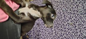 Rat Terrier Dogs Available for Adoption in Ville Platte, Louisiana - Ezzie | PetCurious