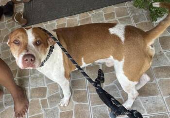 CALVIN -  Pit Bull Terrier Dog for Adoption in Fort Myers, Florida - CALVIN | PetCurious