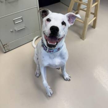 Kiwi -  Mixed Breed Dog for Adoption in Mebane, North Carolina - Kiwi | PetCurious