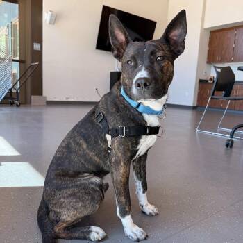 Mixed Breed Dogs Available for Adoption in Truckee, California - Otter | PetCurious