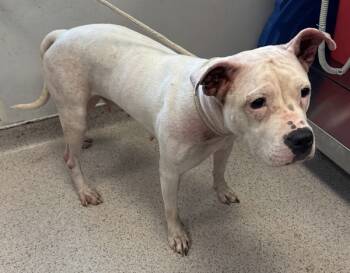 Rescue Mixed Breed Dogs for Adoption in New York, New York - Elma | PetCurious