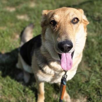 German Shepherd Dog and Collie Dogs Available for Adoption in Shepherdsville, Kentucky - Out Of Pocket | PetCurious