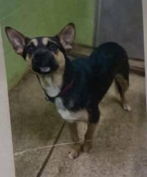 Trigger -  Terrier Dog for Adoption in Fort Payne, Alabama - Trigger | PetCurious