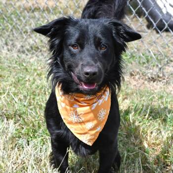 Jello -  Corgi and Labrador Retriever Dog for Adoption in Beaumont, Texas - Jello | PetCurious