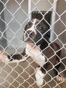 Rescue American Staffordshire Terrier and Mixed Breed Dogs for Adoption in Tallahassee, Florida - JACK OLANTERN | PetCurious