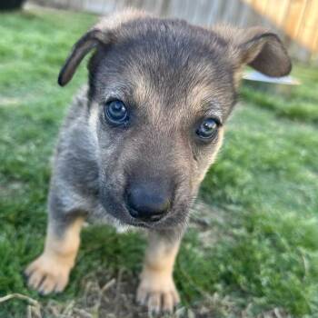 German Shepherd Dog Dogs Available for Adoption in Tulsa, Oklahoma - Hershey | PetCurious