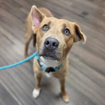Teeter -  Mixed Breed Dog for Adoption in Sarasota, Florida - Teeter | PetCurious