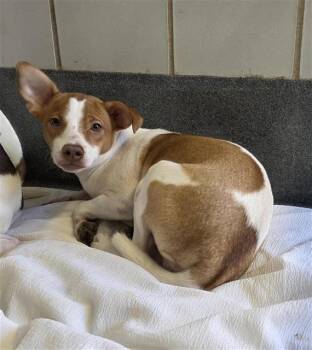 CHINO -  Terrier Dog for Adoption in San Antonio, Texas - CHINO | PetCurious