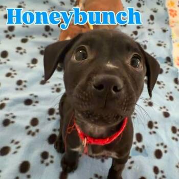 Mixed Breed Dogs Available for Adoption - Honeybunch  | PetCurious