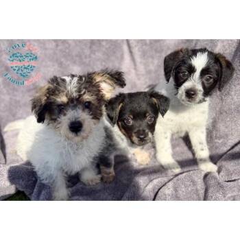 Schnoodle and Border Terrier Dogs Available for Adoption - Cookie Dough Litter | PetCurious