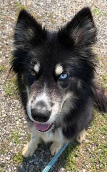 NOVA -  Alaskan Malamute Dog for Adoption in Ashland, Ohio - NOVA | PetCurious