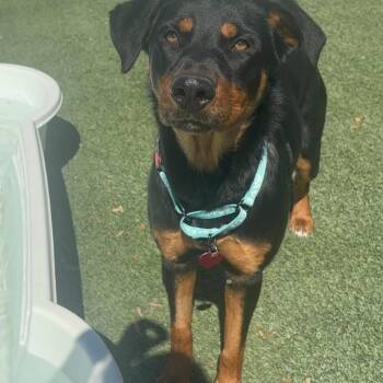 Rottweiler and Mixed Breed Dogs Available for Adoption in Tacoma, Washington - Omni Grace | PetCurious