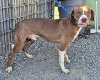 Thor -  Pit Bull Terrier Dog for Adoption in Butte, Montana - Thor | PetCurious