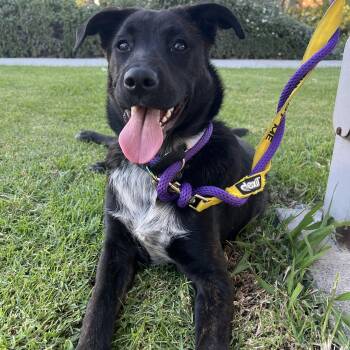 Rescue Shepherd and Black Labrador Retriever Dogs for Adoption in Toronto, Ontario - Star | PetCurious