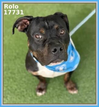 Pit Bull Terrier and American Staffordshire Terrier Dogs Available for Adoption - ROLO | PetCurious
