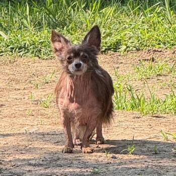 Roma -  Mixed Breed Dog for Adoption in Edwardsville, Illinois - Roma | PetCurious