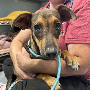 Rescue Dachshund and Shepherd Dogs for Adoption in Chico, California - CRYSTAL | PetCurious
