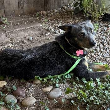 Shirley -  Australian Cattle Dog Blue Heeler Dog for Adoption in Oceanside, California - Shirley | PetCurious