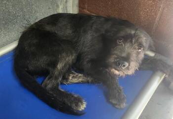 Mixed Breed Dogs Available for Adoption in Severance, Colorado - Sweety Bear | PetCurious