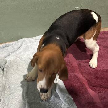 CJG6 8315 -  Beagle Dog for Adoption in Loxahatchee Groves, Florida - CJG6 8315 | PetCurious