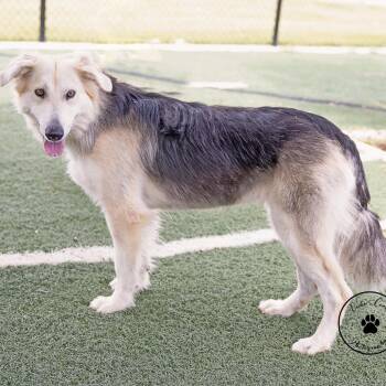 Bailey -  Shepherd and Mixed Breed Dog for Adoption in Abilene, Texas - Bailey | PetCurious
