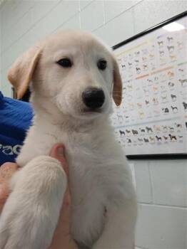 Labrador Retriever Dogs Available for Adoption in Corpus Christi, Texas - MARYLAND | PetCurious