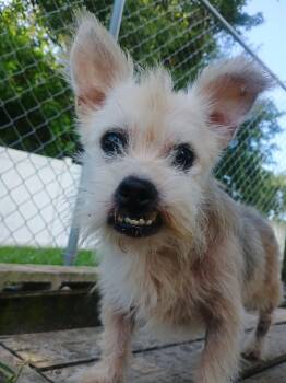 Wolaf -  Terrier Dog for Adoption in New Port Richey, Florida - Wolaf | PetCurious