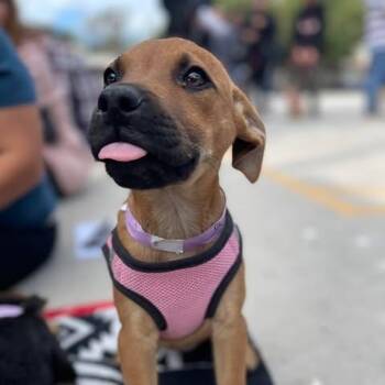 Shepherd Dogs Available for Adoption - LINDA 15 Weeks | PetCurious