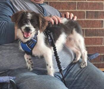Gertie II -  Papillon and Shih Tzu Dog for Adoption in Houston, Texas - Gertie II | PetCurious